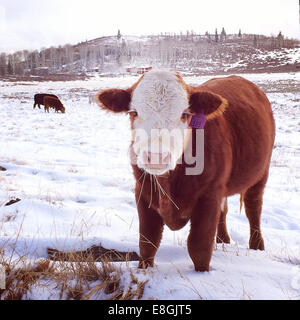 Cow standing in field in snow, Springdale, Utah, USA Stock Photo