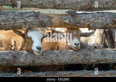 Goats peeking through a wooden fence Stock Photo