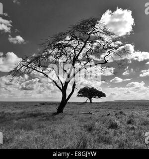 Two trees in savannah landscape, Africa Stock Photo