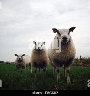 Three sheep standing in a field Stock Photo