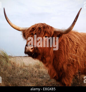 Highland cow standing in a field, Scheveningen, Netherlands Stock Photo