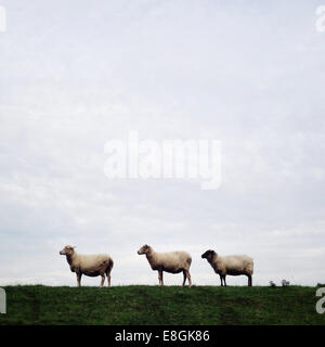 Three sheep standing in row Stock Photo