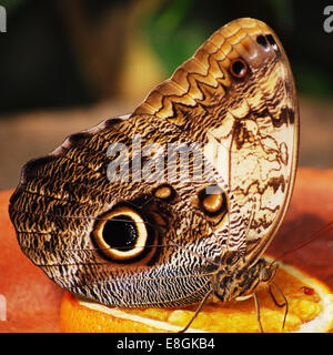Butterfly on slice of orange Stock Photo