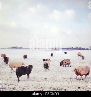 Flock of sheep at pasture at winter Stock Photo