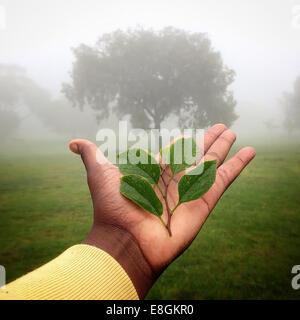 Human hand holding plant with tree in background, Gauteng, Johannesburg, South Africa Stock Photo