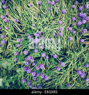 Voghera, Pavia, Lombardia, Italy Purple Flowers In A Green Windy Field Stock Photo