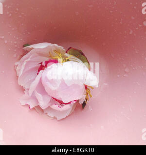Pink peony flower head in pink bowl Stock Photo