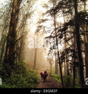 USA, 94127, California, San Francisco City and County, San Francisco, West Portal, Dalewood Way, Mount Davidson Park, hiking through wood Stock Photo