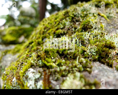 Japan, Nara, Close-up of green moss on stone Stock Photo
