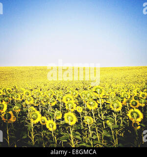 Sunflowers growing in a field Stock Photo