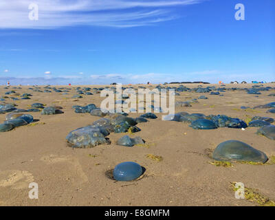 Jellyfish washed up on beach, Fanoe, Jutland, Denmark Stock Photo