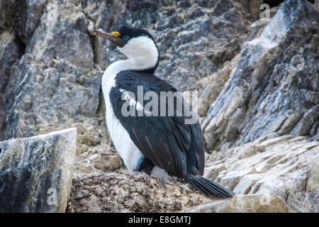 Blue-eyed Shag or Imperial Shag (Phalacrocorax atriceps) at its nesting site, Paulet Island, Joinville Island group Stock Photo