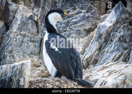 Blue-eyed Shag or Imperial Shag (Phalacrocorax atriceps) at its nesting site, Paulet Island, Joinville Island group Stock Photo