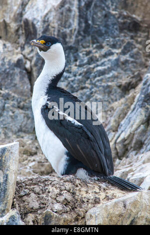 Blue-eyed Shag or Imperial Shag (Phalacrocorax atriceps) at its nesting site, Paulet Island, Joinville Island group Stock Photo