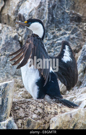 Blue-eyed Shag or Imperial Shag (Phalacrocorax atriceps) at its nesting site, Paulet Island, Joinville Island group Stock Photo