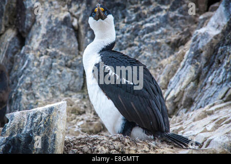 Blue-eyed Shag or Imperial Shag (Phalacrocorax atriceps) at its nesting site, Paulet Island, Joinville Island group Stock Photo