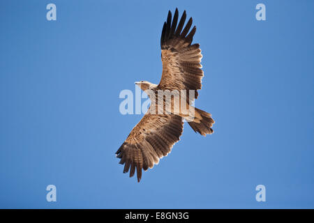 Imperial Eagle (Aquila heliaca) in flight, Oman Stock Photo