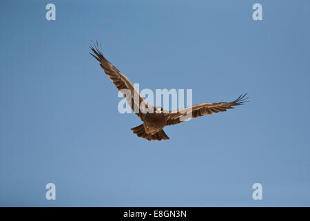 Steppe Eagle (Aquila nipalensis) in flight, Oman Stock Photo