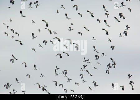 Northern Lapwings (Vanellus vanellus) in flight, Bislicher Insel nature reserve, North Rhine-Westphalia, Germany Stock Photo