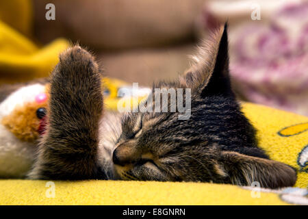 small cute kitten sleeps hugging plush toy Stock Photo