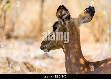 Black Faced Impala (Aepyceros melampus petersi), Etosha National Park, Namibia Stock Photo