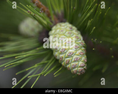 Young Pine Cone. Naoshima, Japan Stock Photo