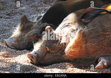 Animals in the wild - African bushpig in the Kruger National Park ...