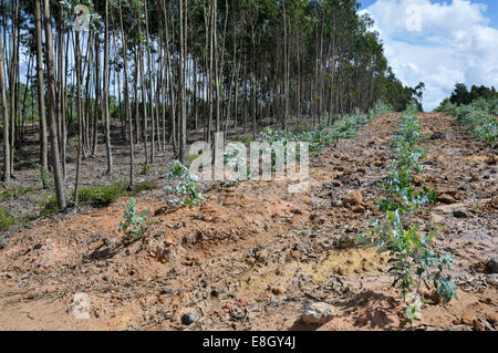 Eucalyptus (Blue Gum: Eucalyptus globulus) plantation, Portugal. Stock Photo