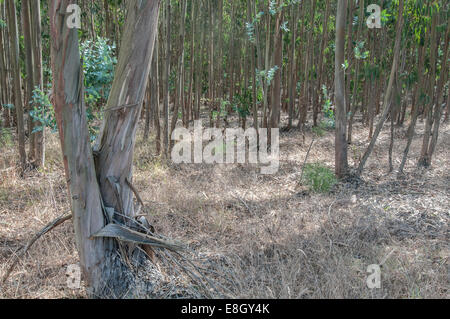 Eucalyptus (Blue Gum: Eucalyptus globulus) plantation, Portugal. Stock Photo