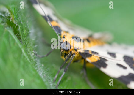 Abraxas grossulariata, Magpie moth or The Magpie Stock Photo