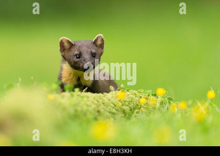 Pine Marten (Martes martes) on ground amongst buttercups Stock Photo