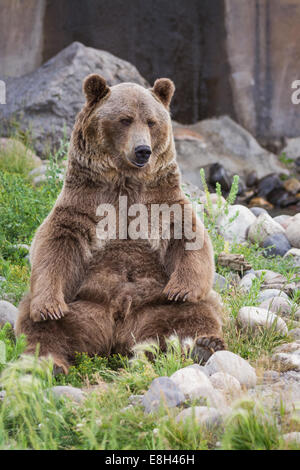 adult male grizzly bear sitting on his rear end  reaching for his rear feet Stock Photo