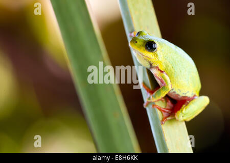 A reed frog clings to a reed in Bangweulu Wetlands, Zambia. Stock Photo