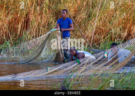 Traditional fishermen pull in a net in Bangweulu Wetlands, Zambia Stock Photo