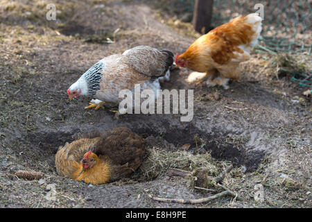 Natural chicken taking a dust bath in the coop