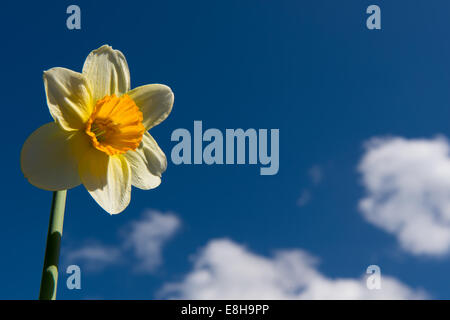 Yellow Daffodil against blue sky