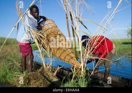 Fishermen on dugout canoes prepare traditional fish traps in Bangweulu Wetlands, a swamp in Zambia. Stock Photo