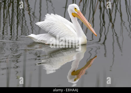 American White Pelican Stock Photo