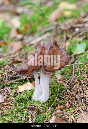 Hooded false morel mushroom Stock Photo