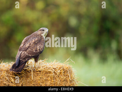 Wild Common Buzzard, Buteo buteo perched on straw bale Stock Photo