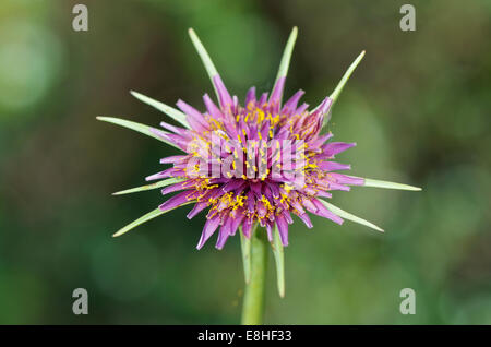 Tragopogon porrifolius or Salsify in flower Stock Photo