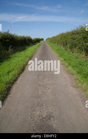 Quiet country lane with hedges and verges, on chalk; south side of ...