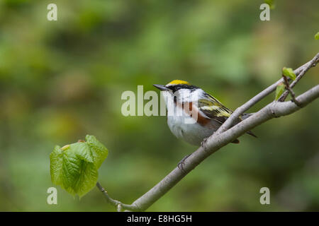 Chestnut-sided Warbler perched on a branch. Stock Photo