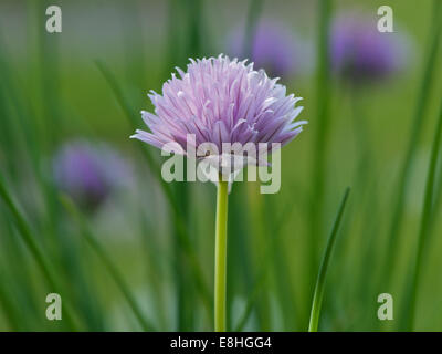 Allium schoenoprasum or chives, single flower. Stock Photo