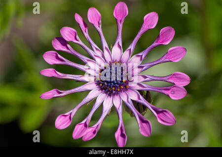 Osteospermum African daisy 'Pink Whirls' Stock Photo