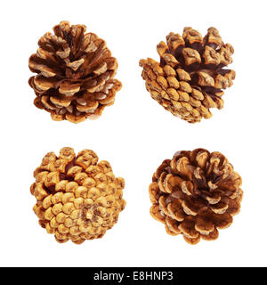 Pine cones isolated on white, clipping path included Stock Photo
