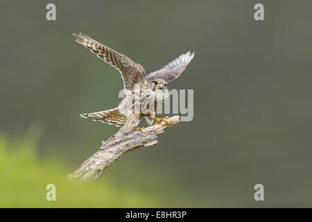 Merlin (Falco columbarius) adult female alighting onto perch Stock Photo