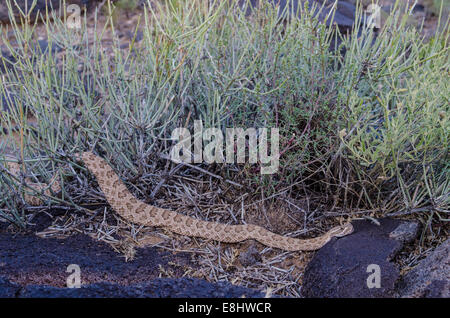 Prairie Rattlesnake, (Crotalus viridis), Volcanoes Day Use Area, Petroglyph National Monument, Bernalillio co., New Mexico, USA. Stock Photo