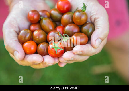 homegrown just picked cherry tomatoes held in the hand Stock Photo