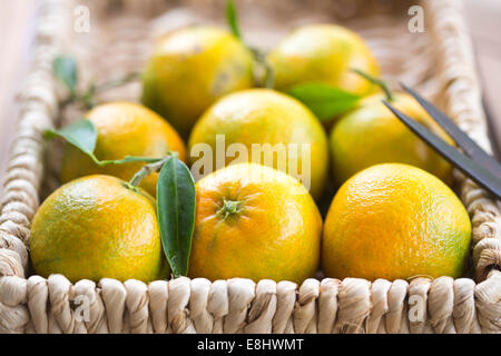 clementines in woven basket with scissors Stock Photo